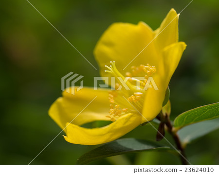 燦爛的黃色大金色梅花梅 燦爛的黃色大金色梅花梅 23624010