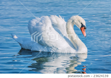 Swan on the Lake 23624139
