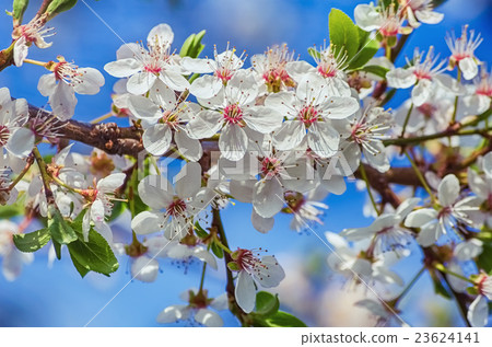 Blossoming Cherry Plum 23624141