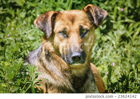 Portrait of Street Dog 23624142