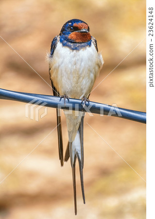 Swallow on the Wire Swallow on the Wire 23624148