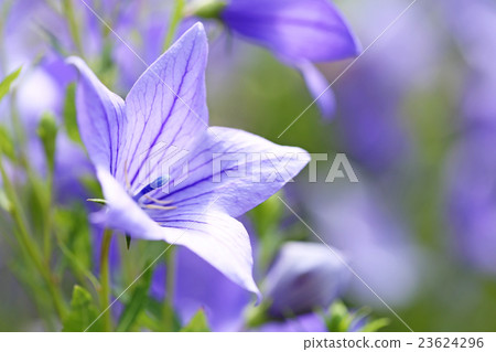 Powered by Translate 23624296