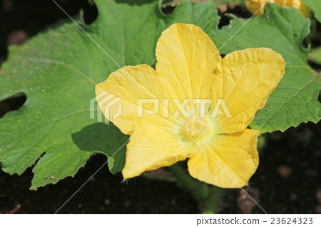 Togan花 23624323