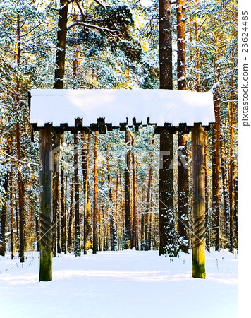 Winter Forest 23624485