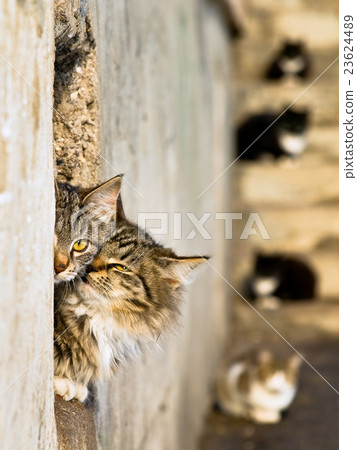 Cats 23624489