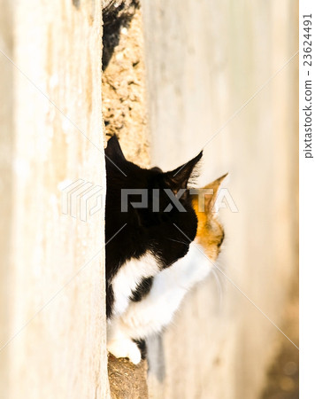 Cats 23624491
