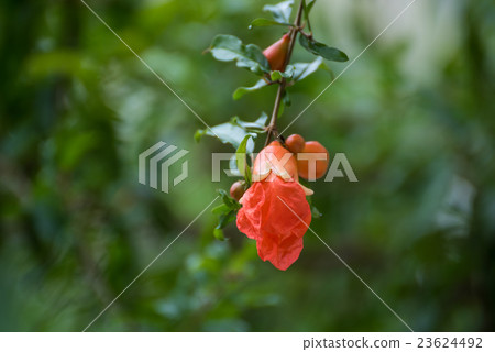 Pomegranate tree flowers Pomegranate tree flowers 23624492