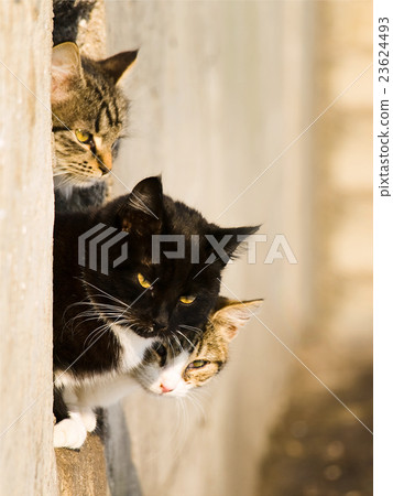 Cats Cats 23624493