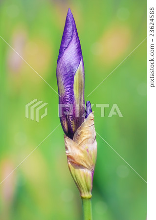 Bud of Blue Iris Bud of Blue Iris 23624588