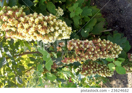 變成紅葉的柏木繡球花 23624682