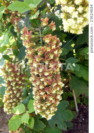 變成紅葉的柏木繡球花 變成紅葉的柏木繡球花 23624684