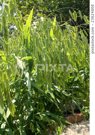 Wild oats swaying in the wind Wild oats swaying in the wind 23624808