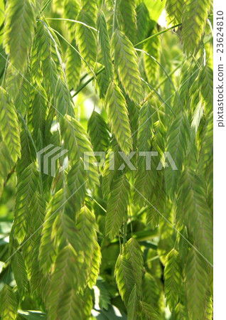 Wild oats swaying in the wind 23624810