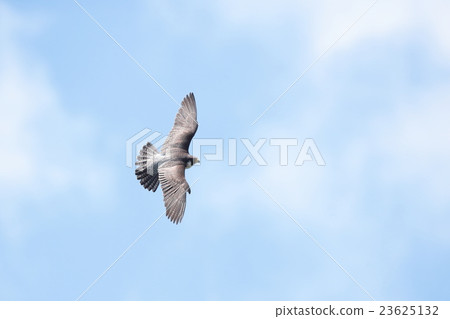 Falcon 23625132