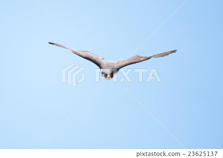 Falcon 23625137