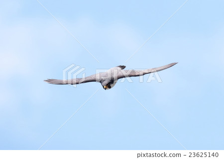 Falcon 23625140