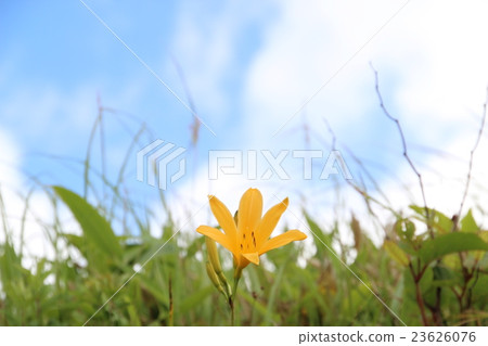 黃花菜 黃花菜 23626076