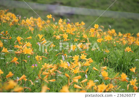 Communities of Nikkowogi Communities of Nikkowogi 23626077