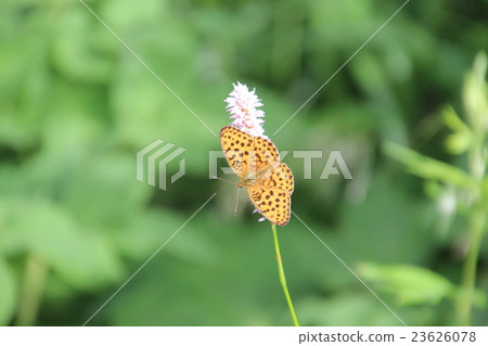 Blue butterfly and Ibuki Trano Blue butterfly and Ibuki Trano 23626078