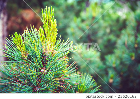The young green branch of the fir tree. Kamchatka The young green branch of the fir tree. Kamchatka 23626162