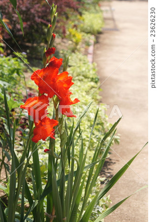 Gladiolus Gladiolus 23626230