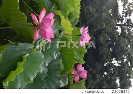 A lotus A lotus 23626273