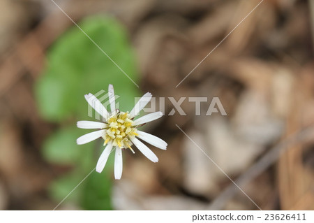 Senbon Yari 23626411