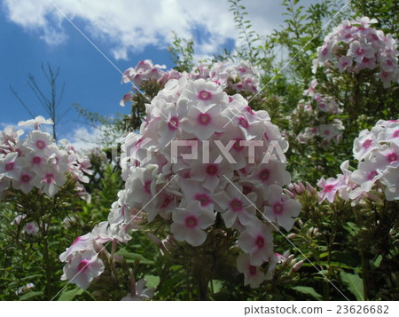 流動paniculata“Noorarei花 流動paniculata“Noorarei花 23626682