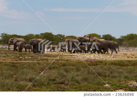 Herd of elephants Herd of elephants 23626898