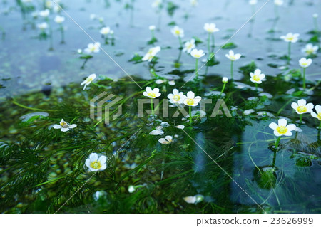 Mei flower algae 23626999