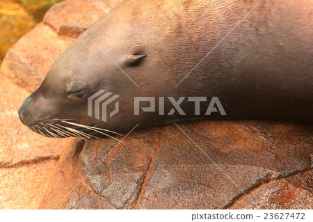 Sumino Todo 23627472