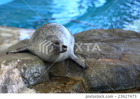 岩石之地的Azura先生 23627473