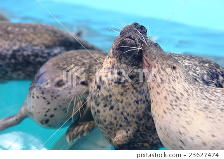 Azura的吻 23627474