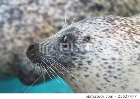 無縫的花 23627477