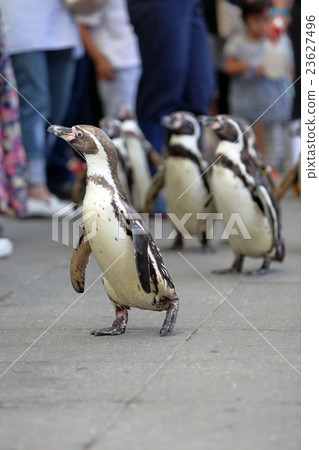 Penguin parade in Kinosaki marine world Penguin parade in Kinosaki marine world 23627496