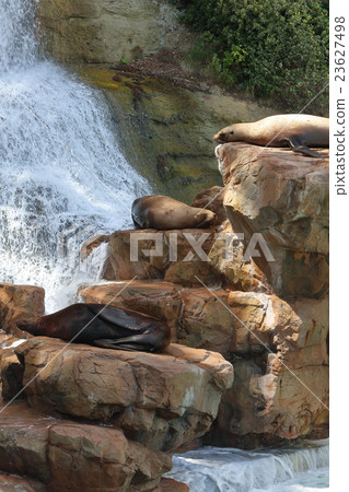 放鬆在日光浴的岩石 放鬆在日光浴的岩石 23627498