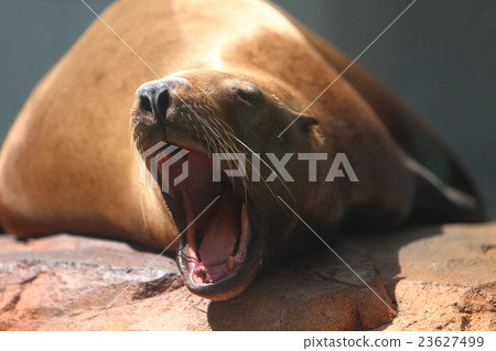 Todo的哈欠 23627499