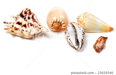 Exotic seashells on white Exotic seashells on white 23628540