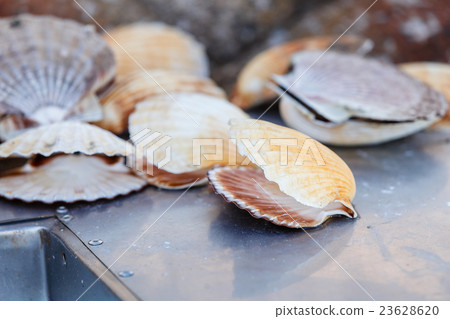 Many scallop shells lying near sink Many scallop shells lying near sink 23628620