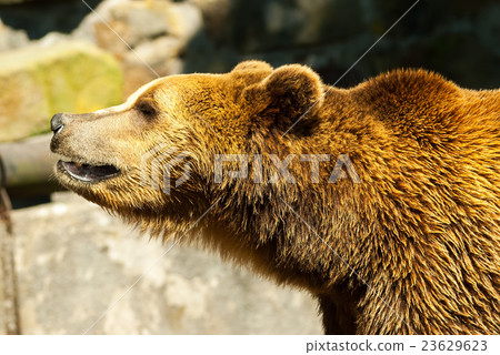 brown bear in summer day brown bear in summer day 23629623
