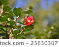 茶花 23630307