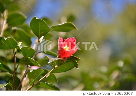 Camellia Camellia 23630307