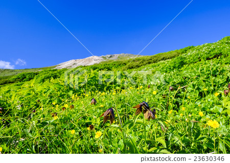 黑百合和奧馬哈 黑百合和奧馬哈 23630346