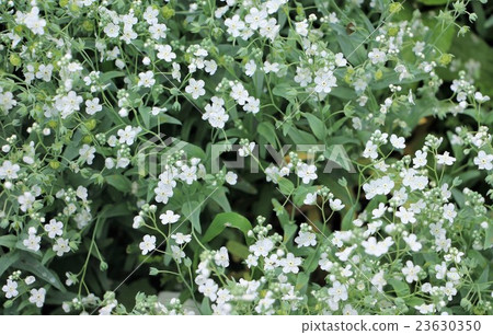 Bridal veil 23630350