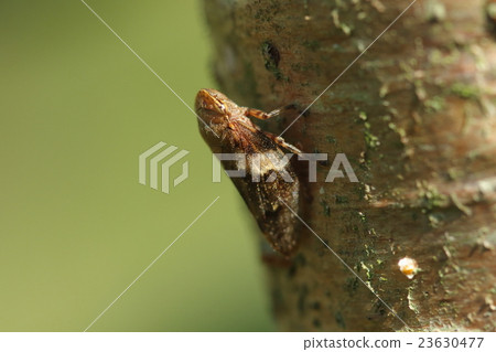 Living organisms Insects Shootballoid plums, larvae are in their own bubbles. It seems to like sap such as willow 23630477