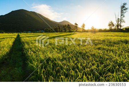 日出，稻田，大米，景觀，沖繩島。 23630553