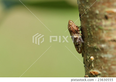 生物昆蟲Shilohowaviavifiki,Awafukimushi帶白色腰帶。雖然它似乎在日本,但它並不那麼引人注目 生物昆蟲Shilohowaviavifiki,Awafukimushi帶白色腰帶。雖然它似乎在日本,但它並不那麼引人注目 23630555