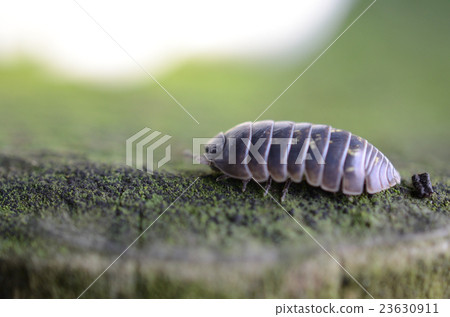 Dung beetle and dumpling worm 23630911