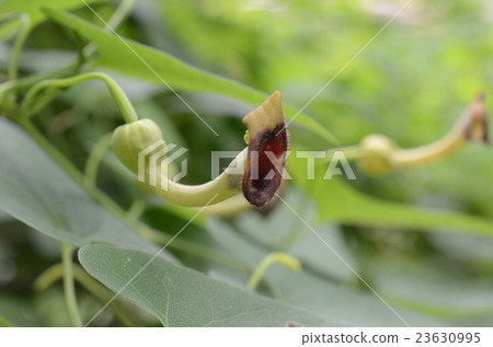 Umanotsukusa · horse's Suzuki Umanotsukusa · horse's Suzuki 23630995