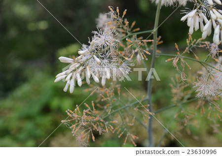 筍和筍花 筍和筍花 23630996